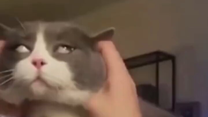 5 saklar ajaib pada kucing, yang terakhir berguna banget!