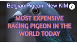 Most Expensive Pigeon in the WORLD today,  New Kim, New World Record