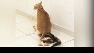 meme Cực kì đáng yêu là mấy con mèo này ư