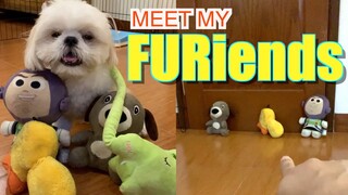 Borgy Knows His Friends By Name ( Cute Funny Shih Tzu Dog Video)