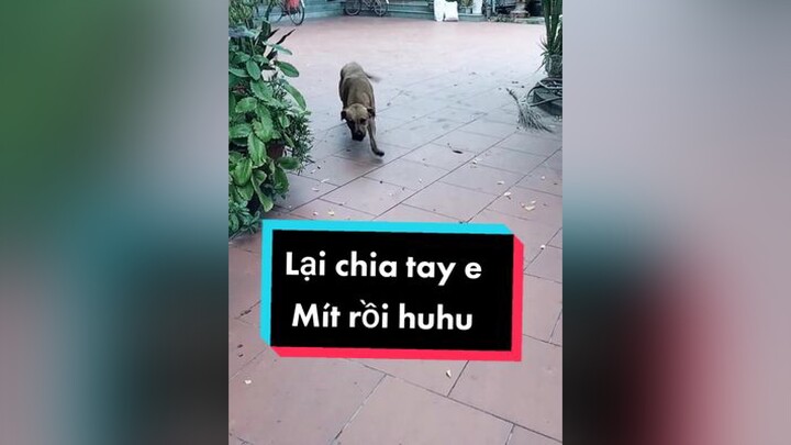 Lại chia tay Mít rồi. Huhu cunyeucuadua chó chócon chókhôn chócute xuhuong fyp