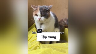 Cập nhật cuộc sống tí xiuu cat meo catsoftiktok