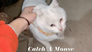 [Vlog] A pet cat managed to catch a mice in village for the first time
