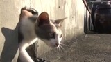 Menolong Anak Kucing Cacat Yang Tinggal Di Kolong Atap Rumah