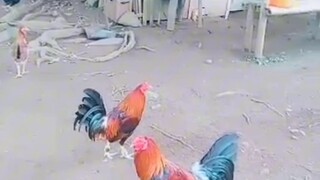 manok sa mindanao