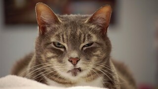 Angry Cats  Super Pets Reaction Videos