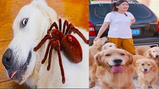 Thú Cưng TV | Trứng Vàng và Trứng Bạc #49 | Chó Golden Gâu Đần thông minh vui nhộn | Pets smart dog