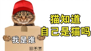 猫知道自己是猫吗？