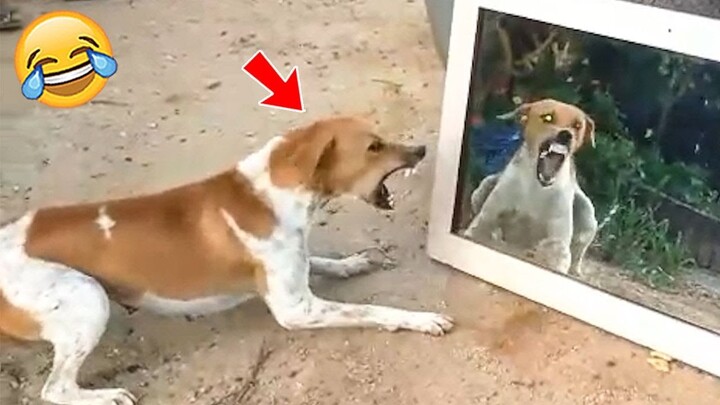 Can't Stop Laughing: Hilarious Dog Reaction Videos | Pets Island