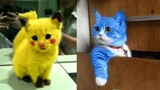 The Best Cute and Funny Cats Videos Compilation