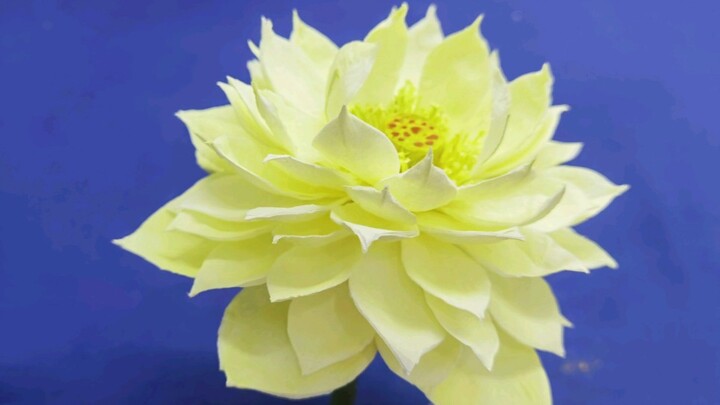 Buatan tangan lotus - Shicheng krisan kuning, varietas baru lotus, saya tidak dapat menemukan lebih 