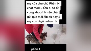 dù bạn k thể chăm sóc các bé hãy tìm cho các e một mái ấm , 1 gđ khác để các bé đc yêu thương chomeodethuong chomeodangyeu chó_cưng  chomeo