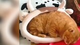 Berbagai posisi tidur kucing memiliki makna berikut ini