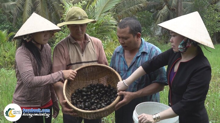 LẦN ĐẦU NHỬ ỐC BƯƠU KIỂU NÀY VÔ CÙNG HIỆU QUẢ | Hội Ngộ Miền Tây - Tập 678