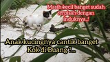 Anak Kucing Kecil Menangis Pilu Di Tempat Sampah Untuk Menyambung Hidup.! Warnanya Kembang Telon