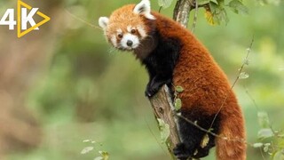 National Geographic Documentary On Red Panda