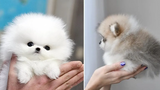 Mini Pomeranian 🔴 วิดีโอ Pomeranian ตลกและน่ารัก วิดีโอสัตว์เลี้ยงตลก  2020