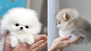 Mini Pomeranian 🔴 วิดีโอ Pomeranian ตลกและน่ารัก วิดีโอสัตว์เลี้ยงตลก  2020