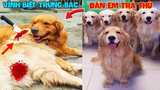 Thú Cưng Vlog | Trứng Bạc Và Trứng Vàng #23 | Chó gâu đần thông minh vui nhộn | Funny pets smart dog