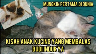 Subhanallah Kucing Ini Membantu Induknya Saat Melahirkan Aneh Tapi Nyata..!