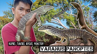 Cara Memelihara biawak coklat dari timur / Argus monitor ( Varanus panoptes )