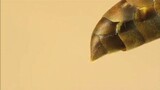 Parasit dalam tawon - Strepsiptera muncul sayap