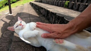 Mengelus Wajah Kucing Liar yang Tidur di Tangga