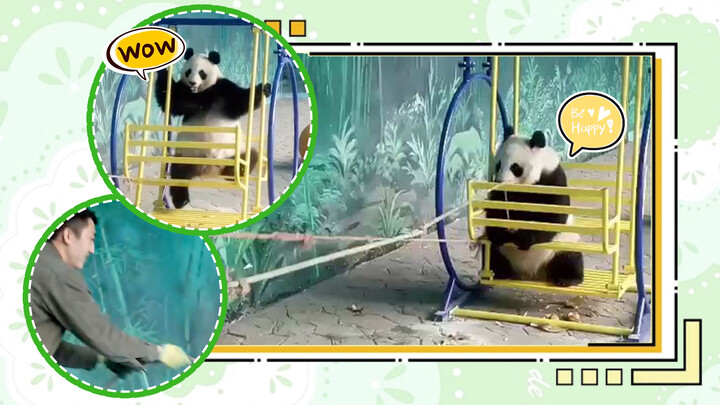 Panda's Having The Best Life Ever!