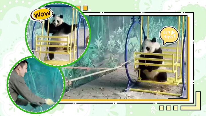 Panda bahagia yang sedang makan bambu sambil main ayunan