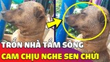 Biểu cảm 'HÀI HƯỚC' của chú chó khi ngồi chịu đựng nghe 'SEN CHỬI' vì trốn nhà đi tắm sông 😅 Gâu Đần