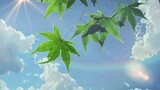 Hoạt hình|Hoạt hình Makoto Shinkai kết hợp với "Mùa Hè Của Kikujiro"