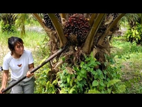 Panen sawit cewek tomboy || buah sawit merah meriah