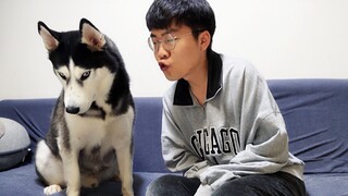 Reaksi husky setelah dicium