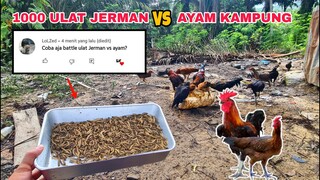 EKSPERIMEN: ULAT JERMAN vs AYAM KAMPUNG [BATTLE] Ulat Jerman Kena Mental..