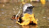 [Animal] Bathing Time of 13 Different Species of Bird