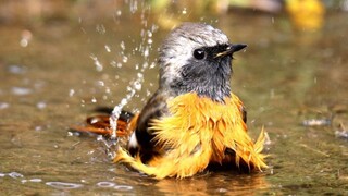 [สัตว์โลก] นก 13 สายพันธุ์อาบน้ำในแบบตัวเอง