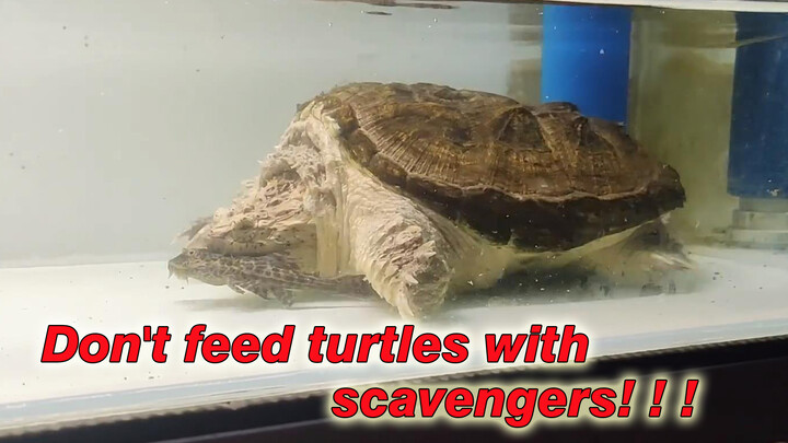 Đừng cho rùa ăn cá ăn xác!