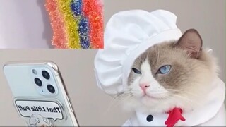 Chef Cat