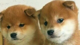 Hai chú chó con Shiba Inu siêu dễ thương cực kỳ thân thiết với nhau