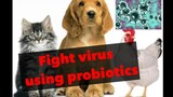 HOW TO MAKE CHEAP PROBIOTICS TO CURE VIRUS AND VIRAL DISEASES | For pets, humans and farm animals