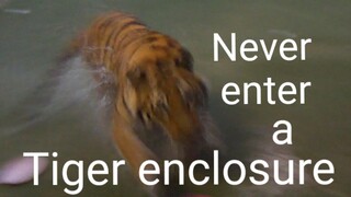 Unbelievably fast tiger !