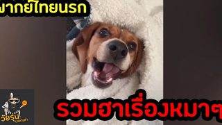 รวมคลิปตลก หมาฮาๆ พากย์ไทยนรก Fail #1