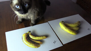 [Arts] Menggambar Pisang 3D! Berhasil Menipu Kucing!