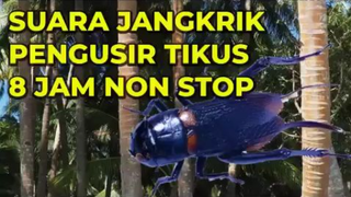 SUARA JANGKRIK PENGUSIR TIKUS 8 JAM NON STOP AMPUH USIR TIKUS SEMALAM SUNTUK