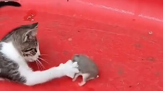 Pertarungan kucing-dan-tikus: momen berenergi tinggi di bawah penindasan garis keturunan!