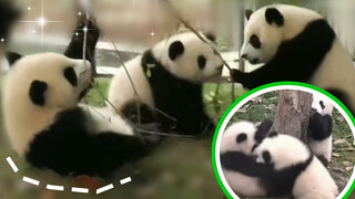 Panda mengganggu beruang kecil, langsung dipukuli.