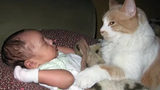 แมวปกป้อง วิดีโอของแมวที่พยายามจะปกป้องลูกมนุษย์อย่างสิ้นหวัง