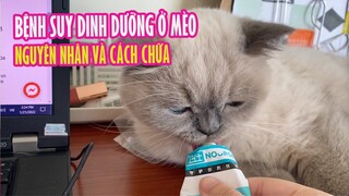 Mèo Bị Suy Dinh Dưỡng - Nguyên Nhân và Cách Chữa