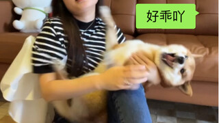 《 柴犬真的很乖 》