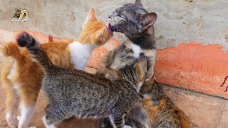 Mom cat grooming kitten after eating